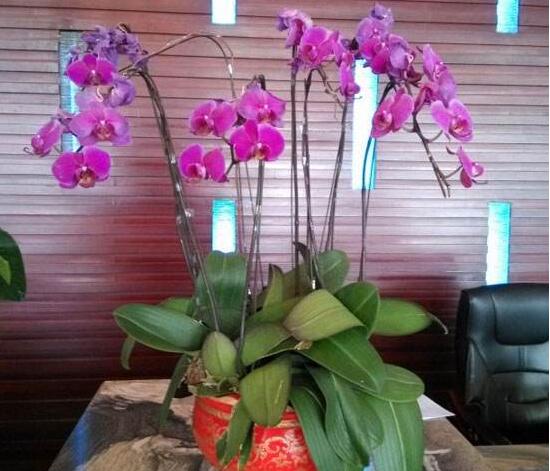 蝴蝶蘭怎么澆水，蝴蝶蘭澆水的正確方法