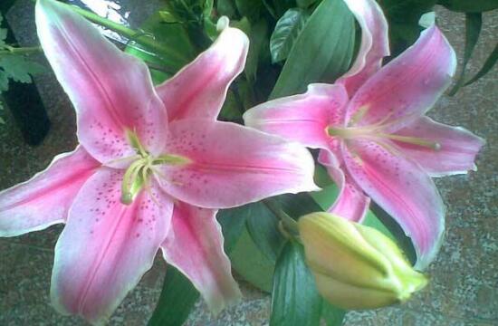 百合花什么時(shí)候開花，百合花不開花怎么辦/適當(dāng)光照