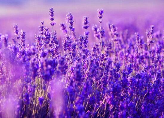 薰衣草施什么肥好，薰衣草施肥方法