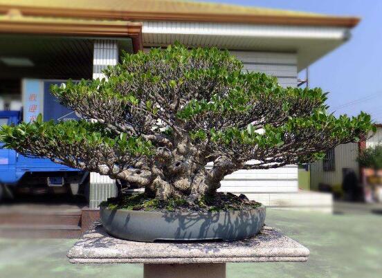 榕樹盆景怎么養(yǎng)，榕樹盆景養(yǎng)殖注意六大要素