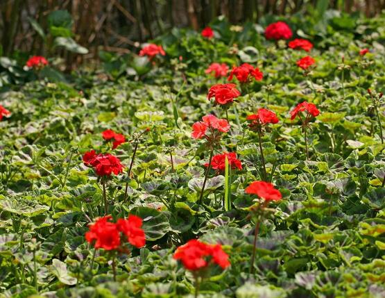 天竺葵爛根怎么辦，天竺葵爛根解決辦法
