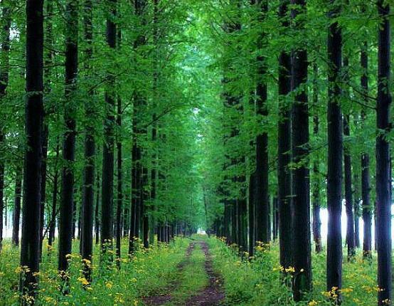 水杉與紅豆杉的區(qū)別，教你三種區(qū)別方法(葉子/果子/習性)