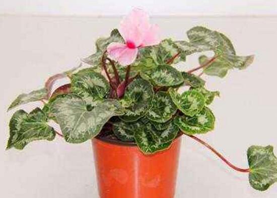 仙客來用什么土養(yǎng)好，仙客來能用松針土養(yǎng)嗎