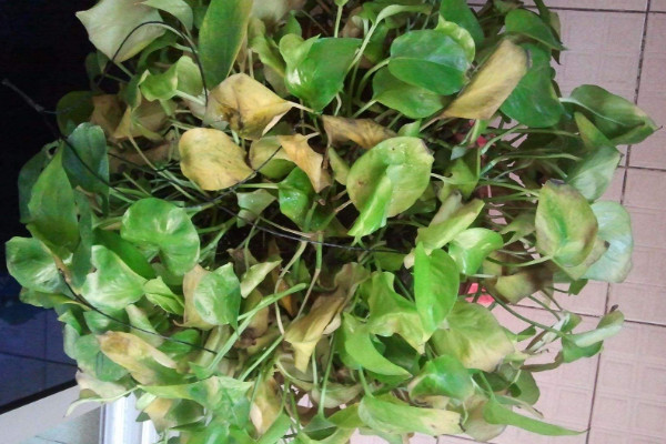 綠蘿黃了怎么辦，遮光控水/通風(fēng)施肥