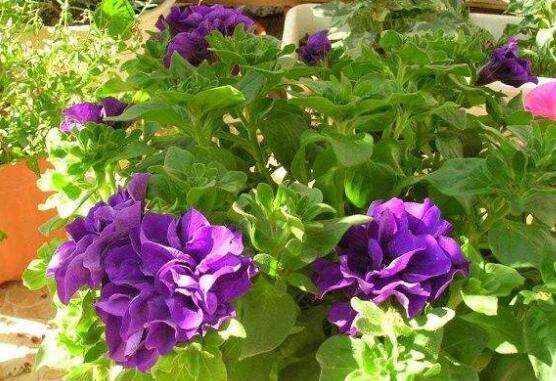 天竺葵葉子黃怎么回事，五種原因以及解決辦法