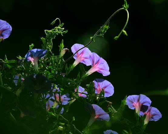 牽?；ǘ鞎?huì)死嗎，做好這五點(diǎn)即可安然過(guò)冬(生長(zhǎng)健壯茂盛)