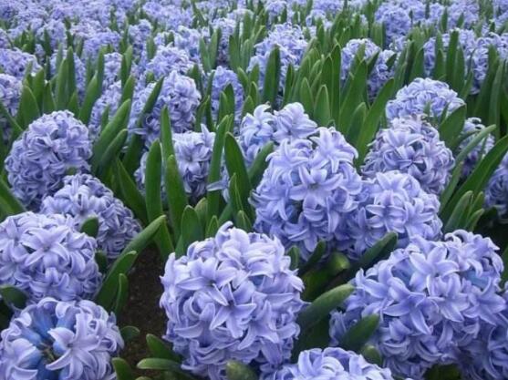 風信子怎么養(yǎng)，風信子養(yǎng)殖方法