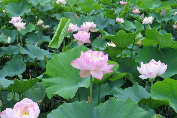 荷花的栽培方法，種子繁殖和分藕繁殖兩種方法
