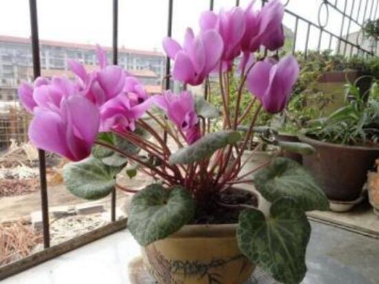 仙客來葉子發(fā)黃的原因，仙客來葉子發(fā)黃怎么辦