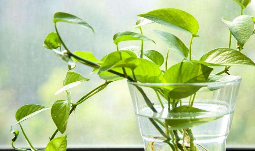 綠蘿葉子卷起來怎么辦，可能是根部受傷了