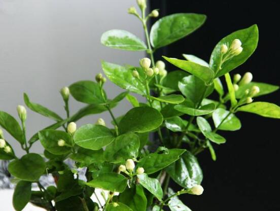 盆栽茉莉修剪方法，教你四種方法變得枝葉美觀