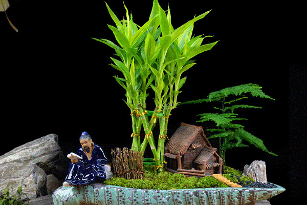 轉運竹桿發(fā)黃了怎么辦，遮光控溫/調節(jié)水肥