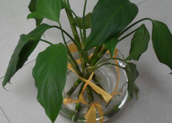 萬年青可以水養(yǎng)嗎，水培萬年青的養(yǎng)殖方法和注意事項(xiàng)