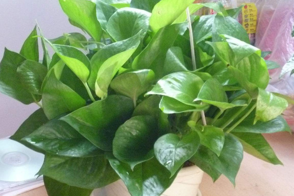 綠蘿施什么肥，氮鉀肥/有機(jī)肥/腐熟肥等等