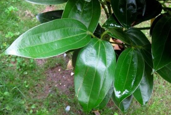 平安樹葉子耷拉怎么辦，三種原因以及解決辦法