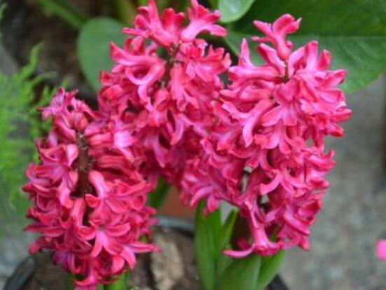 好看的風(fēng)信子圖片欣賞，姿色優(yōu)美，色彩艷麗