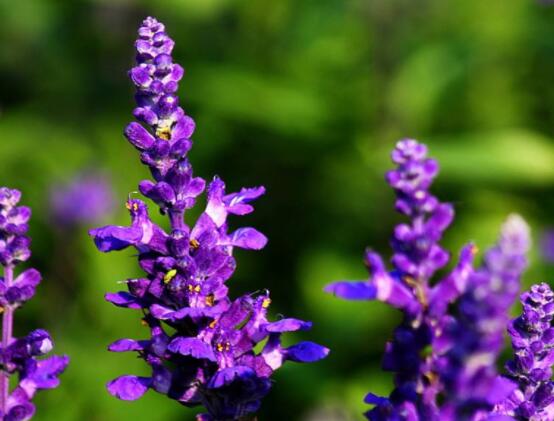 薰衣草精油的功效與用法，美容養(yǎng)顏、舒緩心情