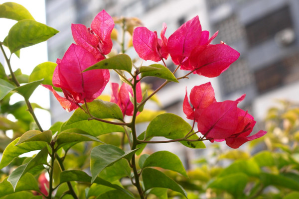 三角梅怎么繁殖，夏季扦插成活率最高