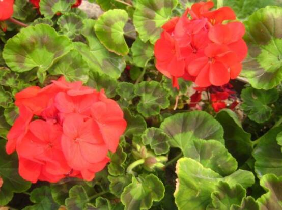 香葉天竺葵的養(yǎng)殖方法，老農(nóng)歸納出最有效的八大養(yǎng)殖方法