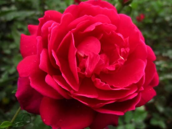 月季花冬季怎么施肥，三個(gè)簡單方法便可安然過冬