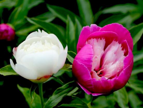 芍藥花圖片和品種名，欣賞最好看的四大品種