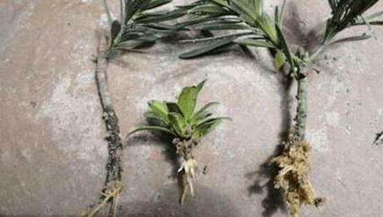 羅漢松的繁殖方法，羅漢松五大繁殖方法