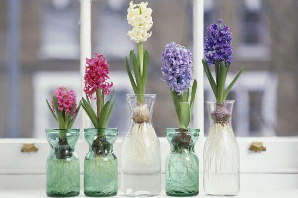 風(fēng)信子花葉病癥狀及防治，只能預(yù)防