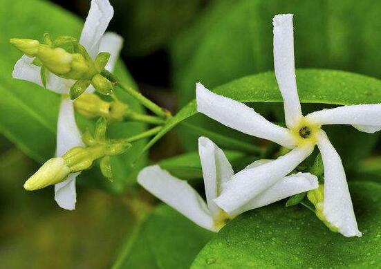 風(fēng)車茉莉怎么養(yǎng)，教你八個(gè)方法養(yǎng)的郁郁蔥蔥