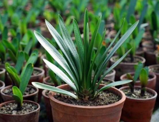 君子蘭施肥時間，早上施肥生長最佳