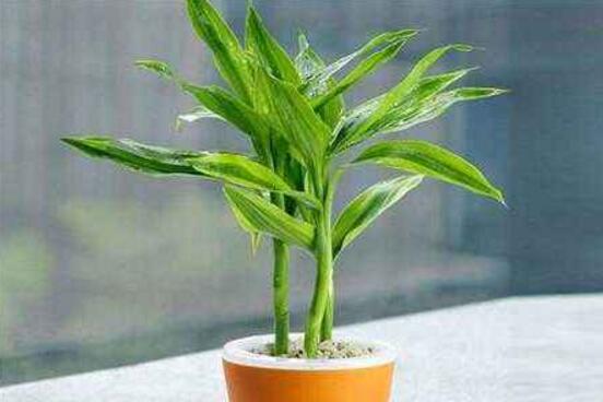 富貴竹葉子發(fā)黃怎么辦，四種原因以及解決辦法