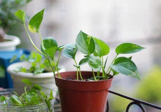 綠蘿的作用有哪些，凈化空氣、點(diǎn)綴家居之美