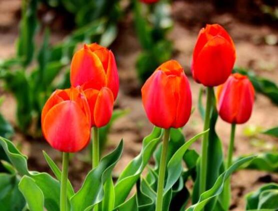 郁金香莖短花小是怎么回事，解析最全面的三種原因