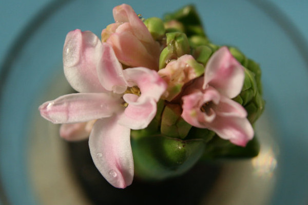 水培風(fēng)信子多久換一次水，生長(zhǎng)期可一周換水一次