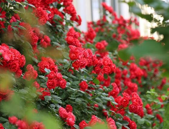 薔薇花葉子發(fā)黃怎么辦，薔薇花葉子發(fā)黃解決辦法