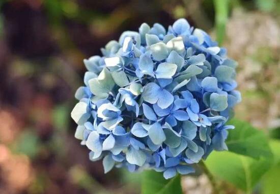 繡球花為什么蔫了，繡球花蔫了怎么辦