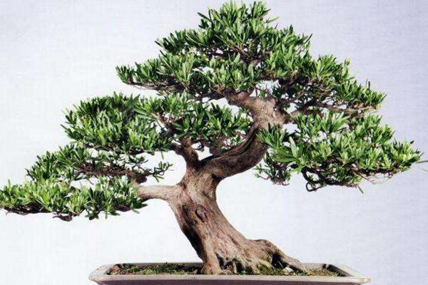 羅漢松的養(yǎng)殖方法