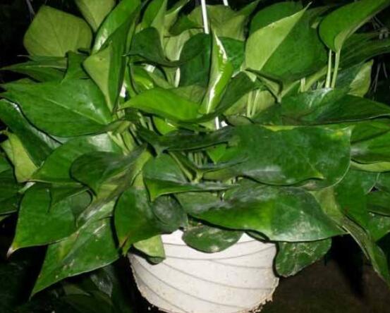 綠蘿的好處有哪些，五點(diǎn)好處便可立竿見影(美化環(huán)境)