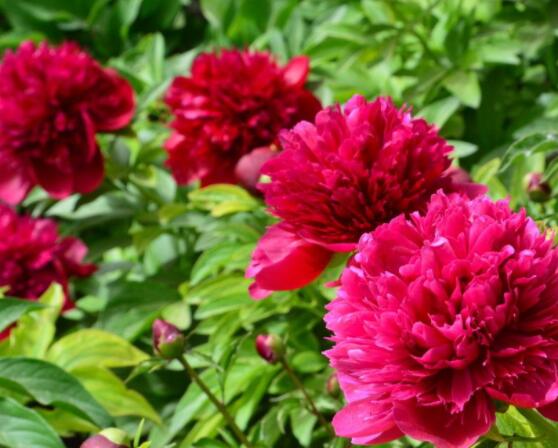 芍藥花如何養(yǎng)護(hù)，教你最重要五個(gè)養(yǎng)殖技巧(花枝艷麗)