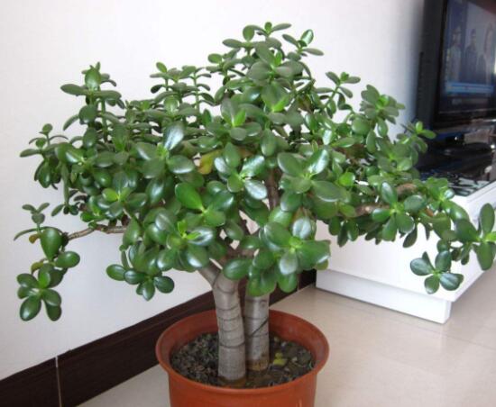 燕子掌的養(yǎng)殖方法和注意事項，老農總結最實用八大養(yǎng)殖技巧