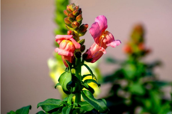 金魚草花語是什么，活潑熱鬧、清純