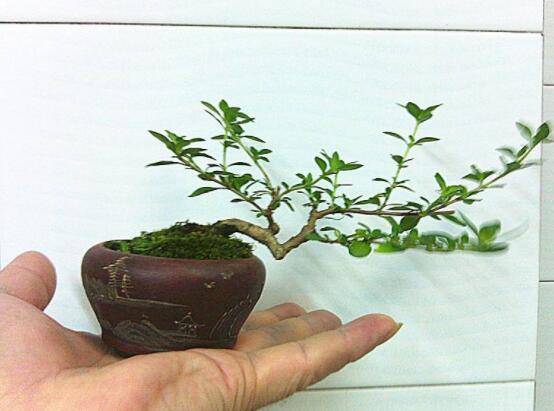 提根六月雪怎么養(yǎng)好，教你六個步驟造型更加美觀