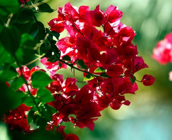 三角梅什么時候剪枝，一般以春季修剪最佳(生長期與花謝期)