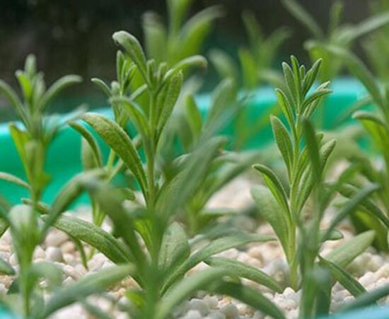 薰衣草怎么扦插，薰衣草的繁殖方法