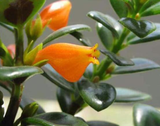 金魚(yú)吊蘭好養(yǎng)嗎，選擇好盆土是關(guān)鍵/施肥澆水光照合適