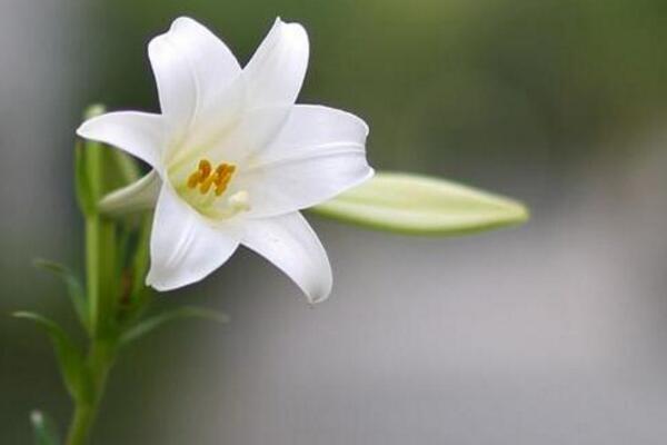 百合開花后怎么處理，及時修剪并適當(dāng)追肥