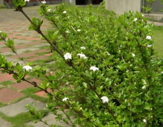 六月雪的功效與作用，細(xì)數(shù)六月雪七大功效與作用