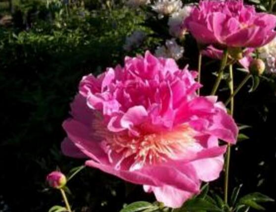 牡丹花怎么繁殖，牡丹花六大繁殖方法