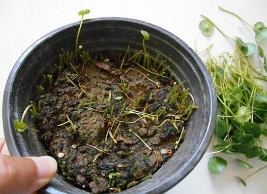 銅錢草怎么修剪，銅錢草剪掉葉子能活嗎