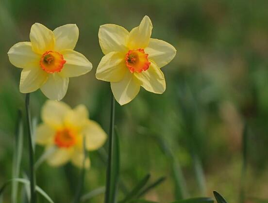 洋水仙怎么施肥和澆水，掌握以下四點保證你的水仙枝繁葉茂