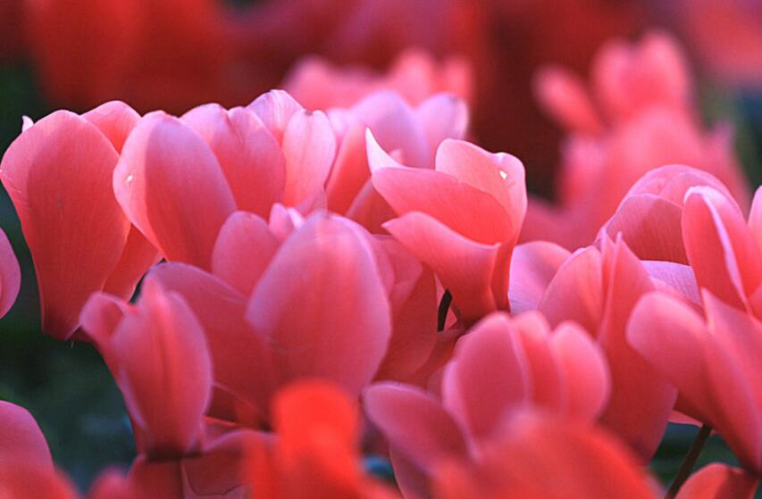 仙客來(lái)幾月份開(kāi)花，集中在冬天這個(gè)季節(jié)開(kāi)花